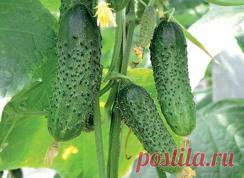 Одноклассники