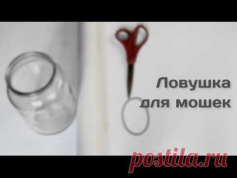 Как избавиться от мошек в доме