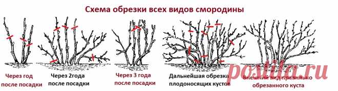 Обрезка смородины в августе - обеспечение ежегодного хорошего урожая