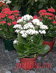 Цветок каланхоэ Каландива, Блоссфельда. Уход за каланхоэ, лечение, сок, виды, свойства. Цветущий каланхое: как купить, как ухаживать