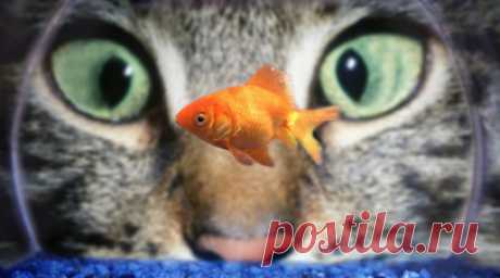 Ветеринар Уражевский: при выборе породы кошки нужно узнать характер питомца. Кинолог, ветеринарный доктор, эксперт международной категории Владимир Уражевский рассказал, что при выборе породы кошки необходимо узнать характер питомца. Читать далее