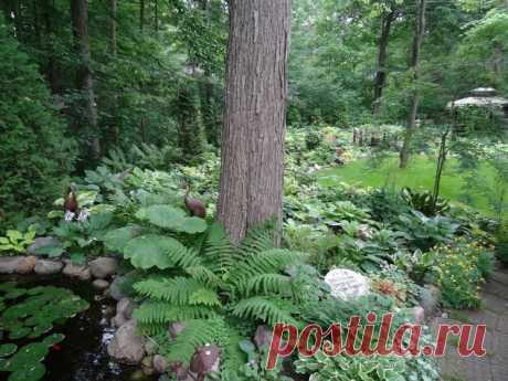 В начале июля Backyard Тень сад Прогулка в Грин-Бей, штат Висконсин | Hometalk
