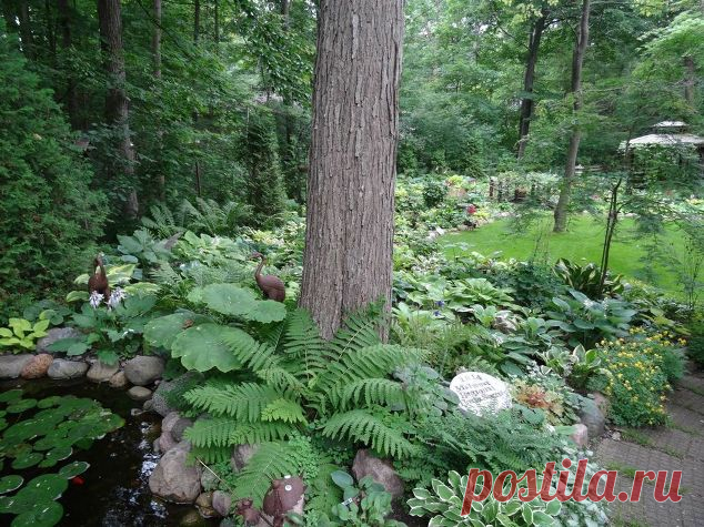 В начале июля Backyard Тень сад Прогулка в Грин-Бей, штат Висконсин | Hometalk