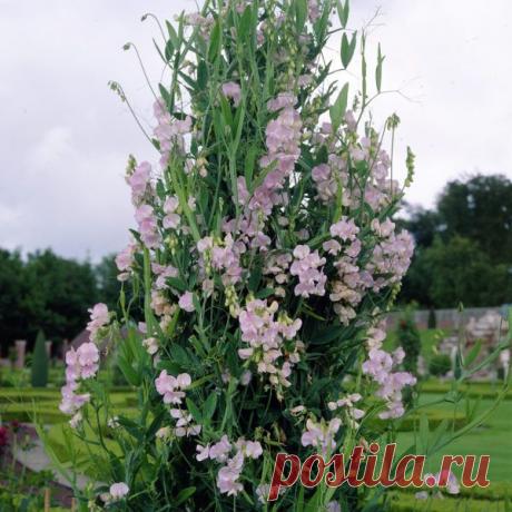 Чина - горошек (lathyrus latifolius) - Цветочный форум