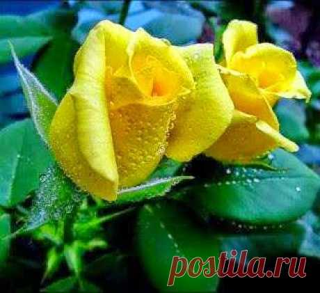 розы