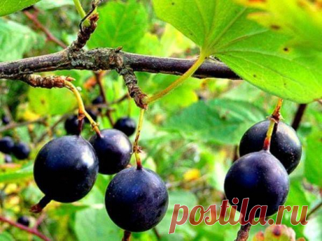 «Ласковый» крыжовник | Самоцветик