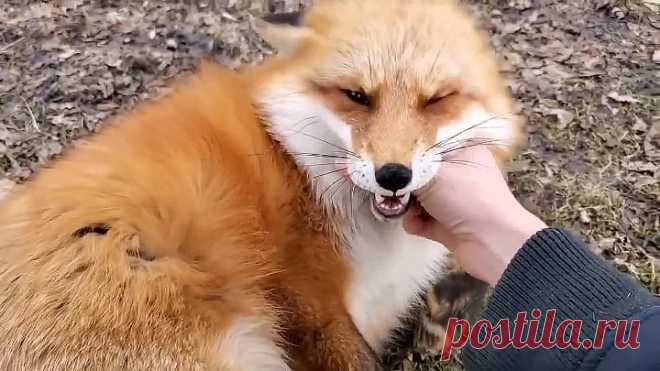 Первый раз слышу как смеётся лиса!