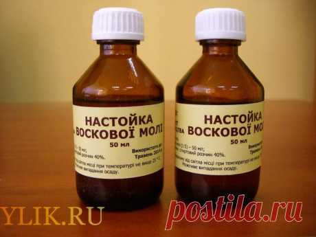 Настойка из восковой моли - панацея XXI века!