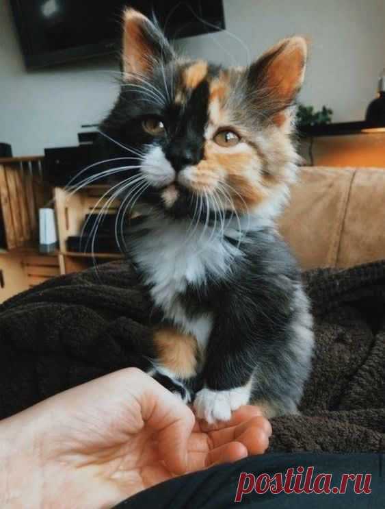 Pinterest