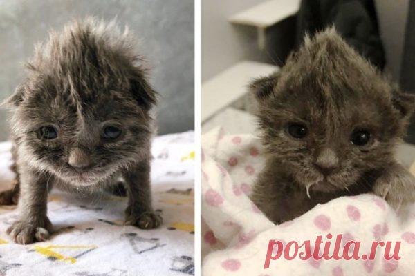 Котенок с милым хохолком на голове не хотел пить молоко, но очень хотел жить Жительница Аризоны нашла этого котенка на улице и принесла к себе домой, намереваясь самостоятельно выходить его.

Котенок пострадал от переохлаждения и был очень легким, но при этот он упорно отказывался от бутылочки с молоком.

Даже спустя два дня котенок не хотел принимать бутылочку, поэтому