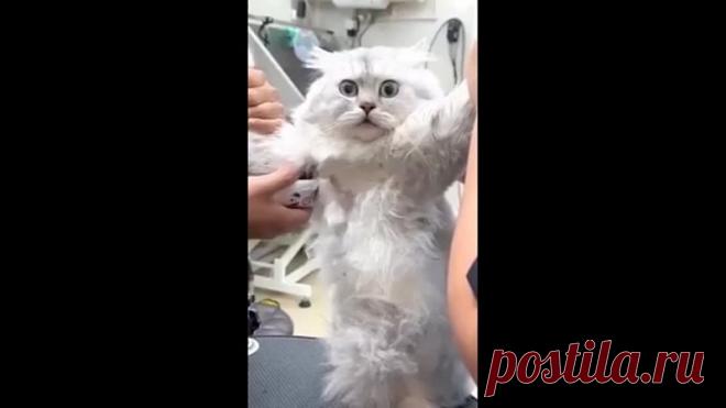 Теперь вы видели котика, который в шоке