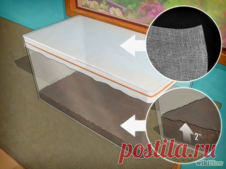 Как выращивать бабочек