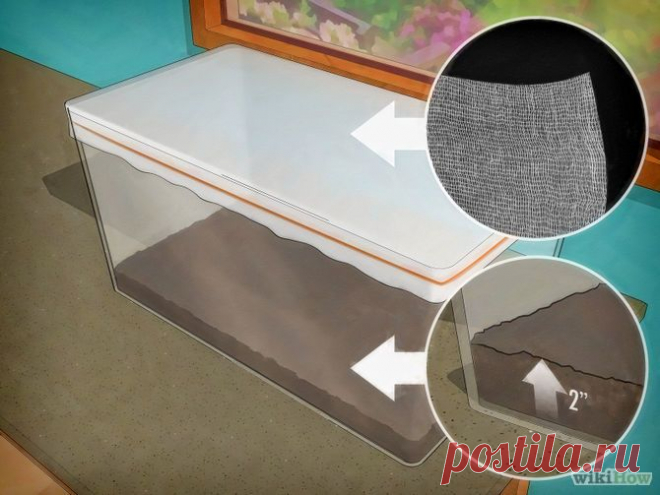 Как выращивать бабочек