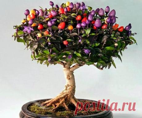 Огонек на подоконнике: все о выращивании комнатного перчика (капсикума)