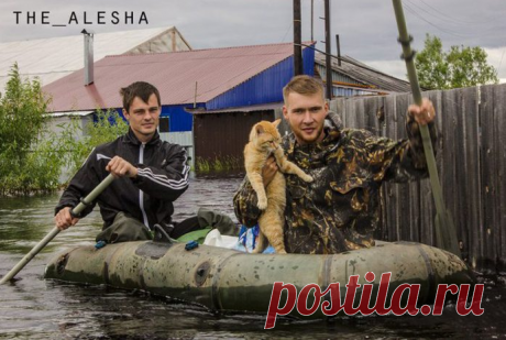 Питомцев из-за наводнения бросили даже хозяева, но вдруг появились мужчины на лодке | Тайган | Дзен