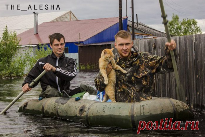 Питомцев из-за наводнения бросили даже хозяева, но вдруг появились мужчины на лодке | Тайган | Дзен