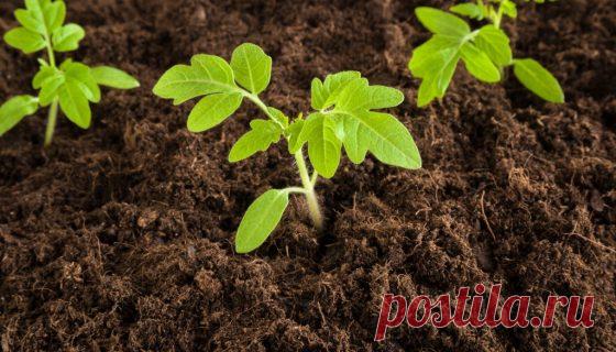 Пикировка томатов в 2018 году