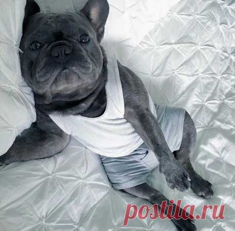 Пёсик