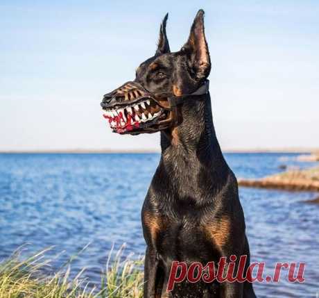 Милые намордники