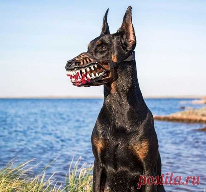Милые намордники