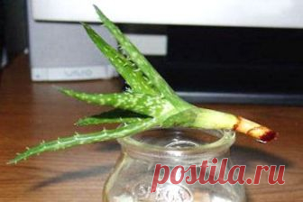 Как размножать алоэ? 3 простых способа | Мамины шпаргалочки