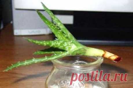 Как размножать алоэ? 3 простых способа | Мамины шпаргалочки