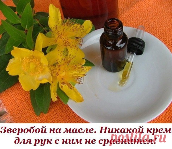 Зверобой на масле.
Никакой крем для рук с ним не сравнится!

Делается он так:
в бутылочку на одну треть положить сушеные или свежие цветочки зверобоя, залить растительным маслом доверху, закрыть пробкой. Бутылочку поставить в холодильник на нижнюю полку. Через месяц настой готов. Им надо смазывать чистые руки на ночь. Настой зверобоя на масле лечит любые ранки, кожу, а также суставы рук. Утром кожа рук будет мягкой, нежной, ранки быстро заживут, раздражение на коже исчезне...