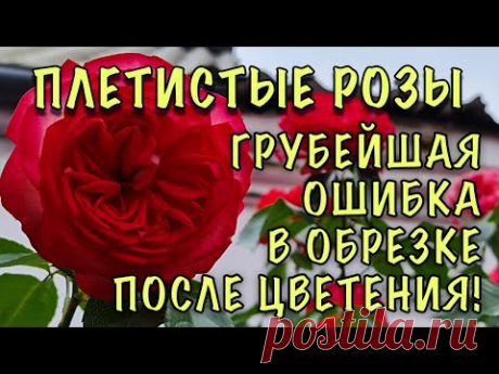 ГРУБЕЙШАЯ ОШИБКА, которая ЛИШАЕТ ВАС ЦВЕТОВ! Как ПРАВИЛЬНО обрезать ПЛЕТИСТЫЕ РОЗЫ после цветения