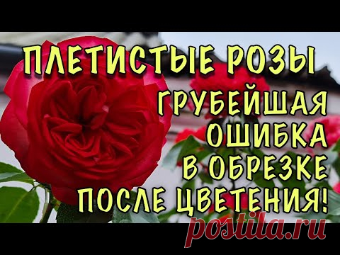 ГРУБЕЙШАЯ ОШИБКА, которая ЛИШАЕТ ВАС ЦВЕТОВ! Как ПРАВИЛЬНО обрезать ПЛЕТИСТЫЕ РОЗЫ после цветения