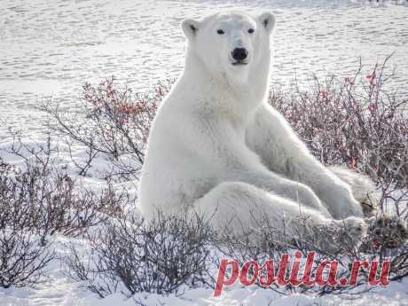Just chillin' Yoga Bear was extremely photogenic!  She posed in many positions much to our delight.