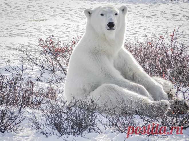 Just chillin' Yoga Bear was extremely photogenic!  She posed in many positions much to our delight.