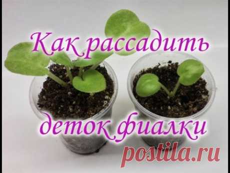 Как рассадить деток фиалки. Руководство для начинающих. Рассаживание деток фиалки