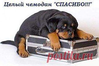 ПРИЮТ ДЛЯ  БЕЗДОМНЫХ СОБАК "СОЛНЦЕВО" | VK