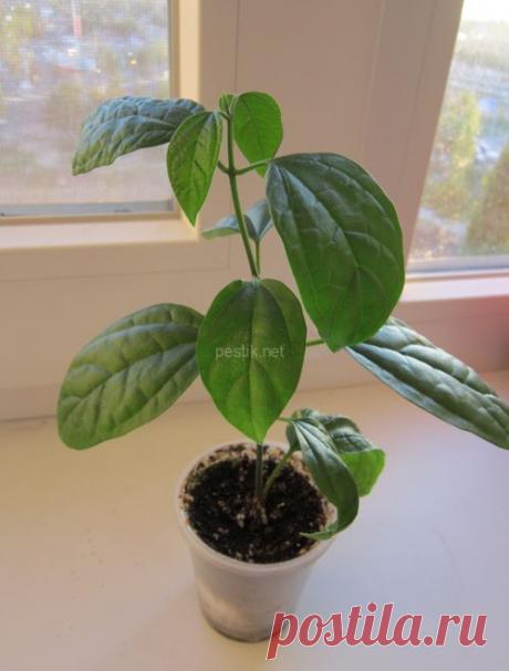 Клеродендрон госпожи Томпсон (Clerodendrum thomsoniae). Уход.