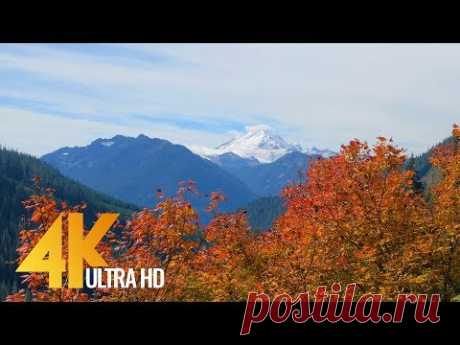 Autumn Colors in Washington State - 4K Nature Relax Autumn Video - 4 HRS