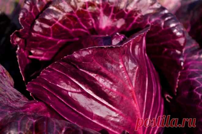 Выращивание краснокочанной капусты-Журнал полезных совет