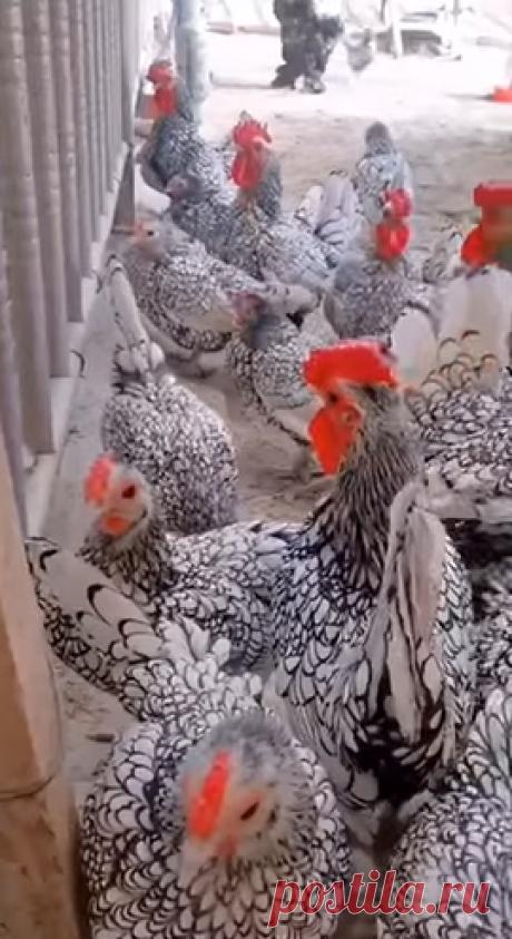 Минорки - Аристократы Птичьего Двора