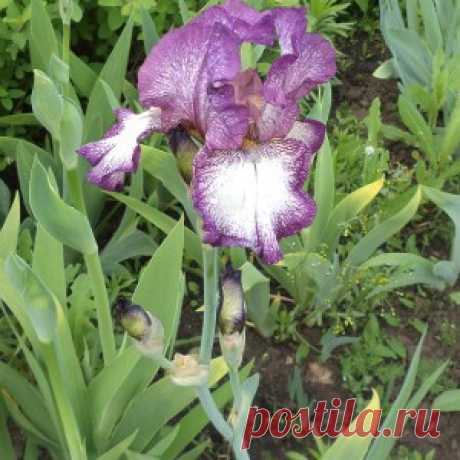 Практика ведения дачного хозяйства
