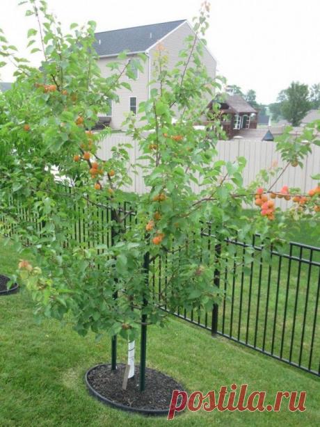 Выращивание абрикосов в средней полосе. Зимостойкие сорта. Уход. Фото — Ботаничка.ru