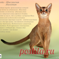 Парад пород - Cat breed show