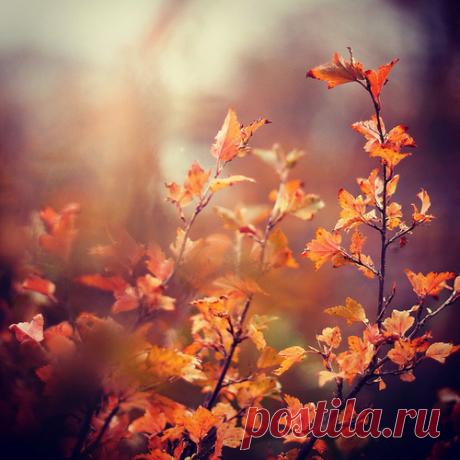 Autumns-Reflection