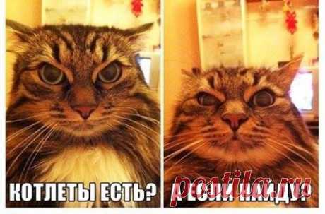 «Фото Emotional cats.» — карточка пользователя slavashishaev в Яндекс.Коллекциях