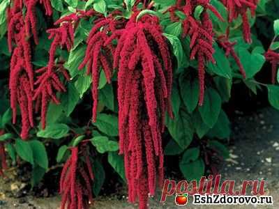 Амарант: целебные свойства