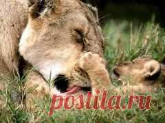 Одноклассники /КОШКИ ВСЯКИЕ НУЖНЫ, КОШКИ ВСЯКИЕ ВАЖНЫ...