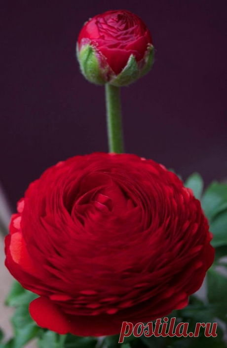 (20) Pinterest
