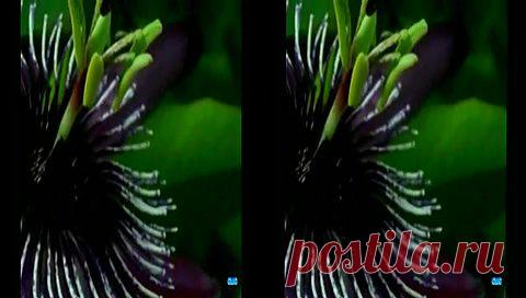 Мой Мир@Mail.Ru