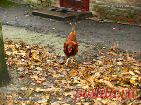 Ландшафтный дендропарк урочища Нескучное (фоторепортаж)