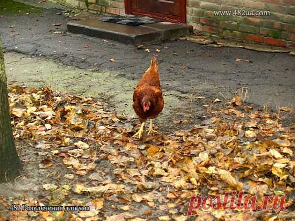 Ландшафтный дендропарк урочища Нескучное (фоторепортаж)
