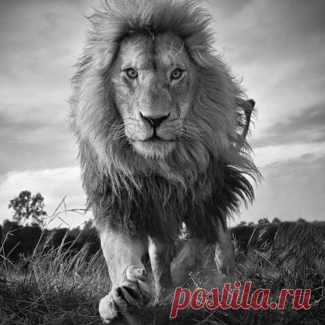 Смешная дикая природа