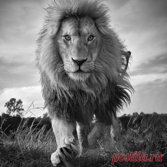 Смешная дикая природа